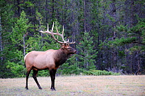 Bull Elk (Cervus canadensis) Jasper National Park, Rocky Mountains, Alberta, Canada