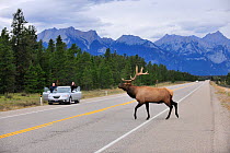 Bull elk (Cervus Canadensis) crossing highway, with two people taking photographs out of parked car, Jasper National Park, Rocky mountains, Alberta, Canada, September 2009