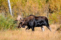 Bull Moose (Alces alces) walking, Elk National Park, Alberta, Canada