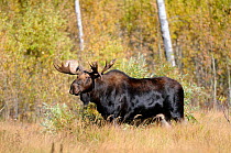 Bull Moose (Alces alces) standing in long grass, Elk National Park, Alberta, Canada