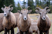 Three Bighorn sheep (Ovis canadensis) ewes, Jasper National Park, Rocky Mountains, Alberta, Canada