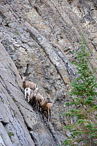 Bighorn sheep (Ovis canadensis) ewes on rock face, Jasper National Park, Rocky Mountains, Alberta, Canada