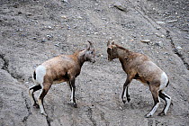 Young Bighorn sheep (Ovis canadensis) play fighting, Jasper National Park, Rocky Mountains, Alberta, Canada