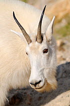 Moutain goat (Oreamnos americanus) portrait, Jasper National Park, Rocky Mountains, Alberta, Canada