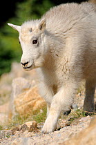 Moutain goat (Oreamnos americanus) kid, Jasper National Park, Rocky Mountains, Alberta, Canada