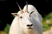 Moutain goat (Oreamnos americanus) portrait, Jasper National Park, Rocky Mountains, Alberta, Canada