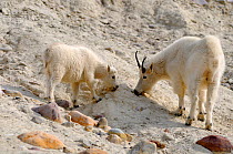 Mountain goat (Oreamnos americanus) mother and kid licking salt, Jasper National Park, Rocky Mountains, Alberta, Canada