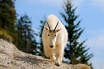 Moutain goat (Oreamnos americanus) walking, Jasper National Park, Rocky Mountains, Alberta, Canada