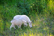 Mountain goat (Oreamnos americanus) mother and kid grazing, Jasper National Park, Rocky Mountains, Alberta, Canada