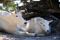 Mountain goat (Oreamnos americanus) mother and kid resting, Jasper National Park, Rocky Mountains, Alberta, Canada