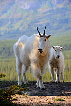 Mountain goat (Oreamnos americanus) mother with kid, Jasper National Park, Rocky Mountains, Alberta, Canada