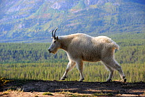 Moutain goat (Oreamnos americanus) walking, Jasper National Park, Rocky Mountains, Alberta, Canada