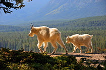 Mountain goat (Oreamnos americanus) mother walking with kid following, Jasper National Park, Rocky Mountains, Alberta, Canada