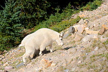 Mountain goat (Oreamnos americanus) Jasper National Park, Rocky Mountains, Alberta, Canada