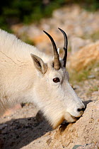 Mountain goat (Oreamnos americanus) licking salt, Jasper National Park, Rocky Mountains, Alberta, Canada