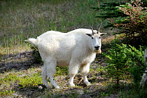 Mountain goat (Oreamnos americanus) Jasper National Park, Rocky Mountains, Alberta, Canada
