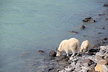 Mountain goat (Oreamnos americanus) mother and kid drinking water, Athabasca river, Jasper National Park, Rocky Mountains, Alberta, Canada