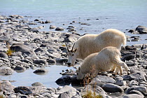 Mountain goat (Oreamnos americanus) mother and kid drinking from pool of water by river, Jasper National Park, Rocky Mountains, Alberta, Canada