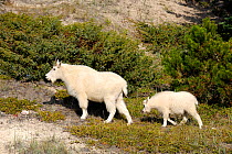 Mountain goat (Oreamnos americanus) mother with kid following, Jasper National Park, Rocky Mountains, Alberta, Canada