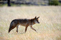 Coyote (Canis latrans)  Jasper National Park, Rocky Mountains, Alberta, Canada