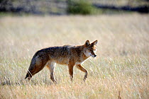 Coyote (Canis latrans) Jasper National Park, Rocky Mountains, Alberta, Canada