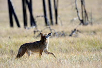 Coyote (Canis latrans) stalking prey in high grass, Jasper National Park, Rocky Mountains, Alberta, Canada