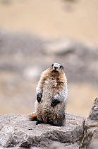 Hoary marmot (Marmotta caligata) standing, Banff National Park, Rocky Mountains, Alberta, Canada