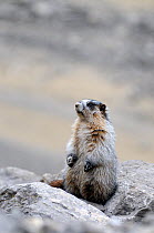 Hoary marmot (Marmotta caligata) standing alert on rock, Banff National Park, Rocky Mountains, Alberta, Canada