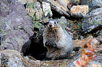 Hoary marmot (Marmotta caligata) collecting grass to build nest, Banff National Park, Rocky Mountains, Alberta, Canada