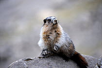 Hoary marmot (Marmotta caligata) alert on rock, Banff National Park, Rocky Mountains, Alberta, Canada