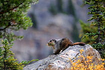 Hoary marmot (Marmotta caligata) with mouth full of grass to build nest, Banff National Park, Rocky Mountains, Alberta, Canada