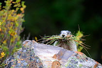 Hoary marmot (Marmotta caligata) carrying grass to build nest, Banff National Park, Rocky Mountains, Alberta, Canada