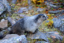 Hoary marmot (Marmotta caligata) Banff National Park, Rocky Mountains, Alberta, Canada