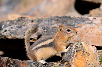 Golden mantled ground squirrel (Spermophilus lateralis) Banff National Park, Rocky Mountains, Alberta, Canada