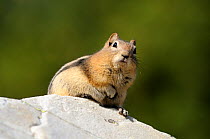 Golden mantled ground squirrel (Spermophilus lateralis) looking over rock, Banff National Park, Rocky Mountains, Alberta, Canada