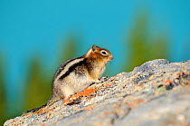 Golden mantled ground squirrel (Spermophilus lateralis) on rock, Banff National Park, Rocky Mountains, Alberta, Canada