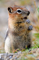Golden mantled ground squirrel (Spermophilus lateralis) feeding, Banff National Park, Rocky Moutains, Alberta, Canada