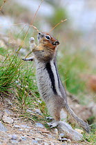 Golden mantled ground squirrel (Spermophilus lateralis) reaching up to feed on grass seeds, Banff National Park, Rocky Moutains, Alberta, Canada