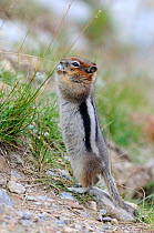 Golden mantled ground squirrel (Spermophilus lateralis) feeding on grass seed, Banff National Park, Rocky Moutains, Alberta, Canada