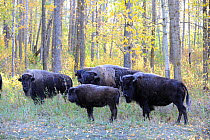 Plains bison (Bison bison bison) grazing in the morning frost, Elk National Park, Alberta, Canada