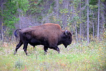 Wood Bison (Bison bison athabascae) walking, Mackenzie River, North West Territories, Canada
