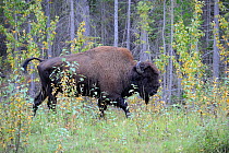 Wood Bison (Bison bison athabascae) walking through high grassland vegetation, Mackenzie River, North West territories, Canada
