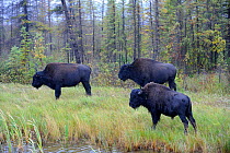 Three Wood Bison (Bison bison athabascae) by water, Mackenzie River, North West territories, Canada