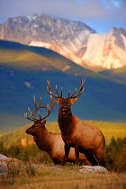 Two Elk (Cervus canadensis) bulls at sunset, Jasper National Park, Rocky Mountains, Alberta, Canada, September