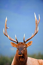 Bull Elk (Cervus canadensis) portrait, Jasper National Park, Rocky Mountains, Alberta, Canada, September