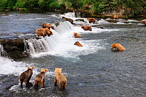 Grizzly bears (Ursus arctos horribilis) fishing in Brooks river, Katmai National Park, Alaska, USA, July