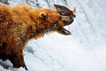 Grizzly bear (Ursus arctos horribilis) attempting to catch Salmon in Brooks river, Katmai National Park, Alaska, USA, July