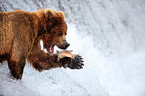 Grizzly bear (Ursus arctos horribilis) feeding on Salmon in Brooks river, Katmai National Park, Alaska, USA, July