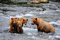 Grizzly bear (Ursus arctos horribilis) mother with three cubs (18 months) fishing in Brooks river, Katmai National Park, Alaska, USA, July