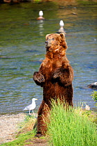 Male Grizzly bear (Ursus arctos horribilis) standing on hind legs scratching back against a tree, Brooks river, Katmai National Park, Alaska, USA, July